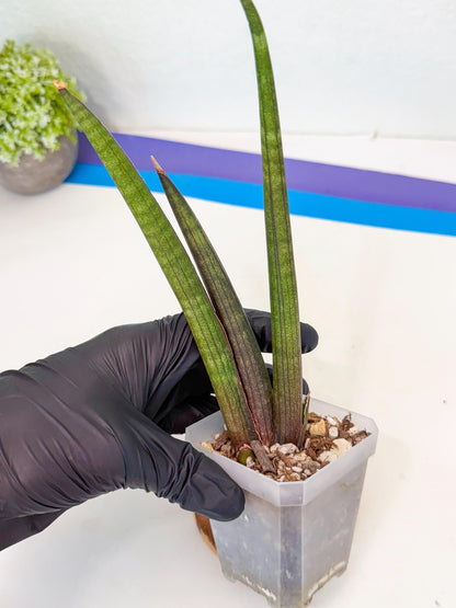 Sansevieria Pink Cell (8) | Color changes seasonally