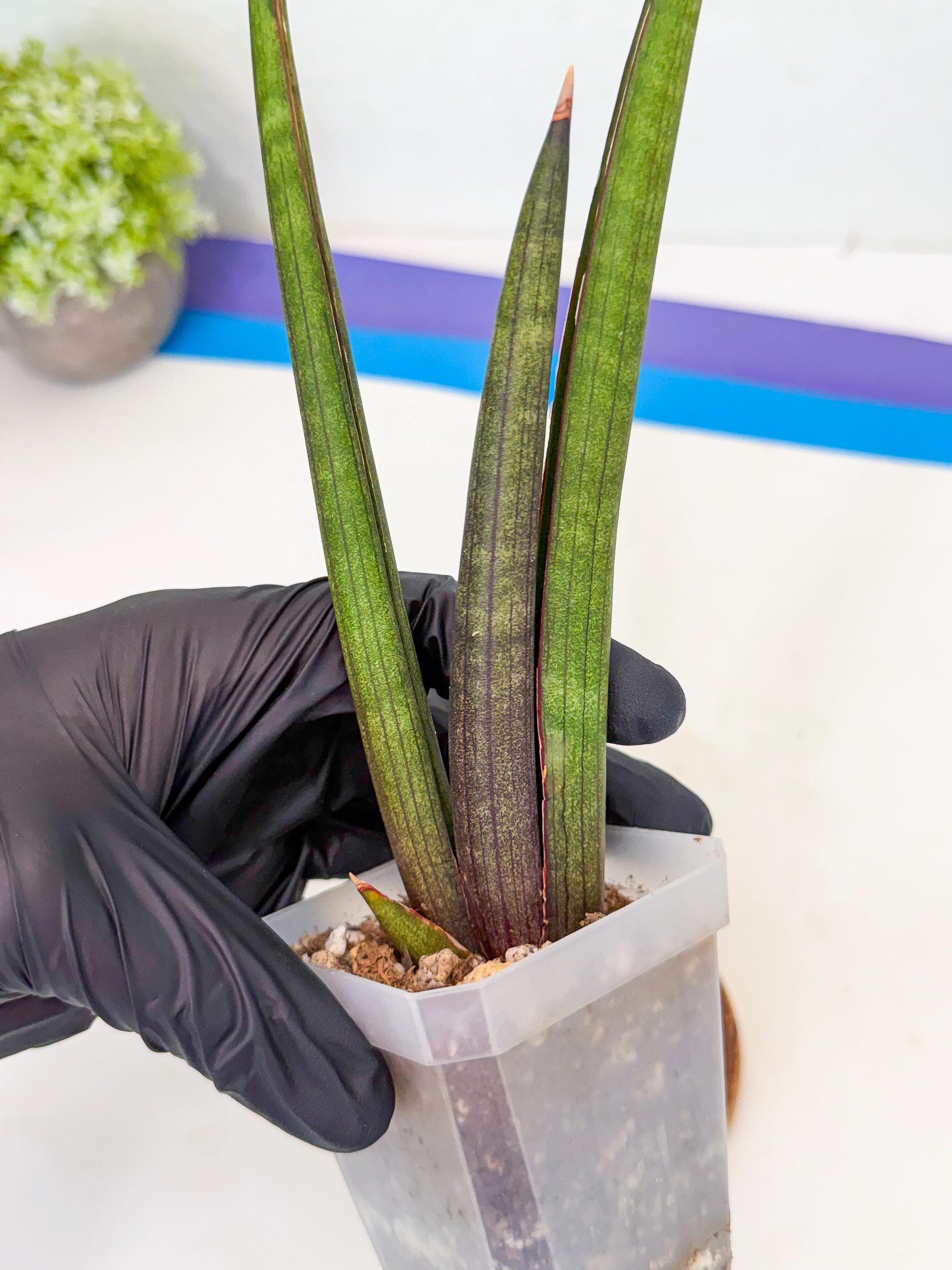 Sansevieria Pink Cell (8) | Color changes seasonally