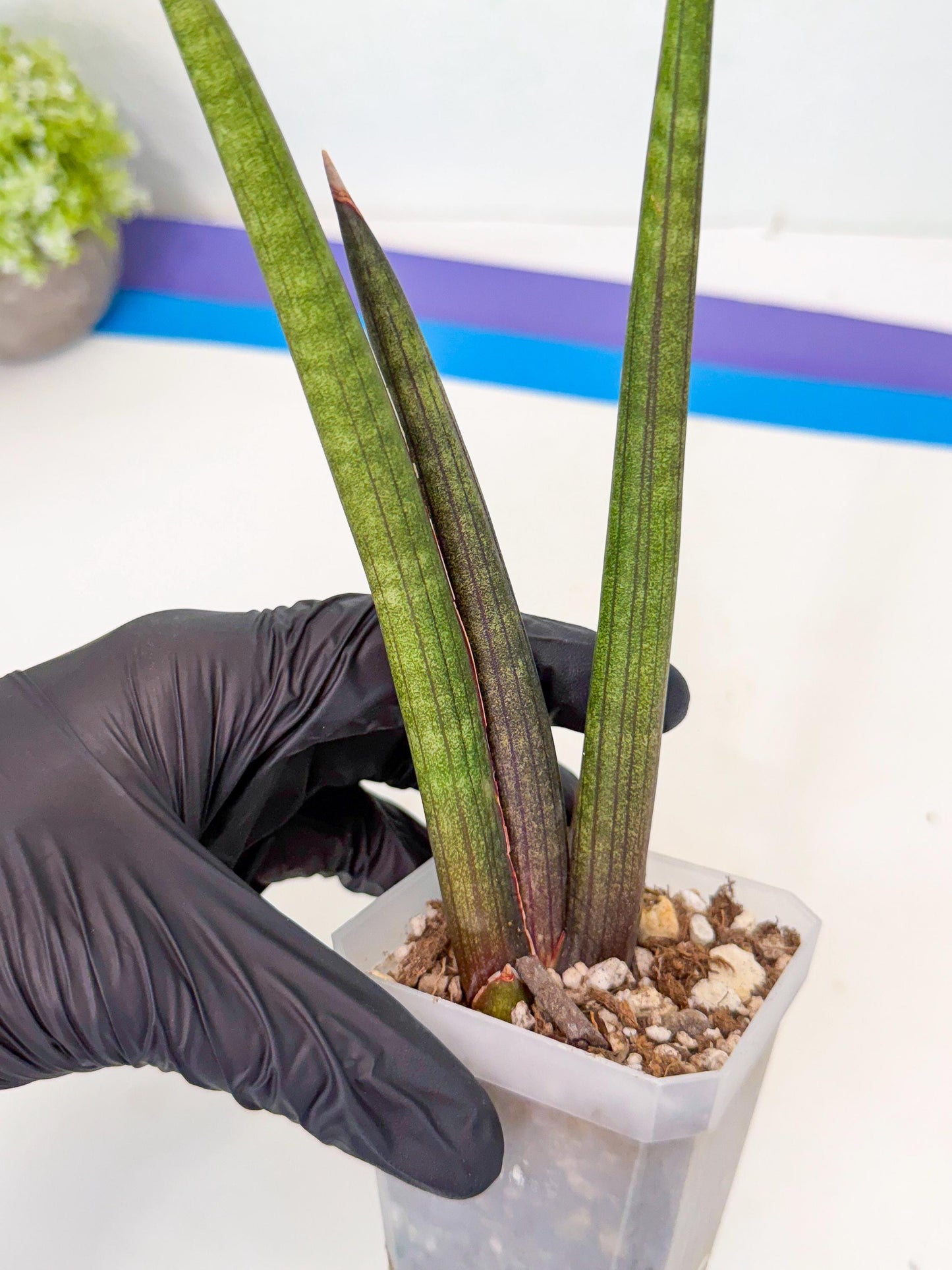 Sansevieria Pink Cell (8) | Color changes seasonally