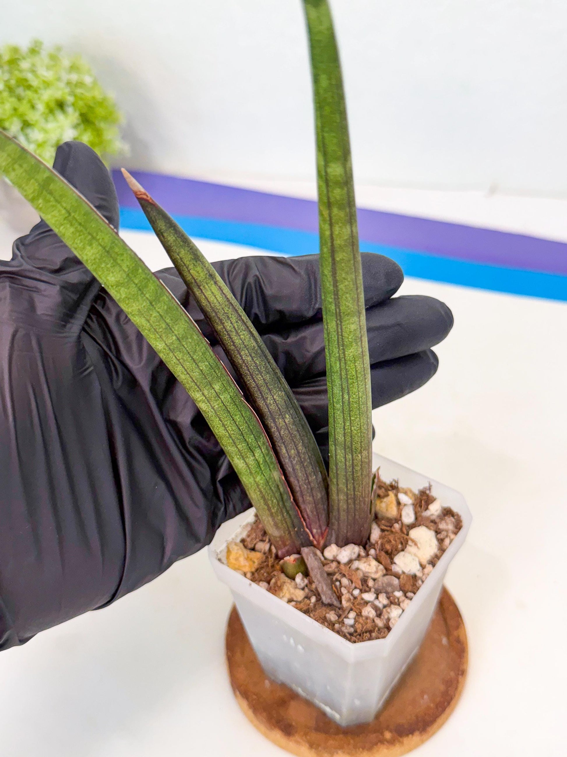 Sansevieria Pink Cell (8) | Color changes seasonally