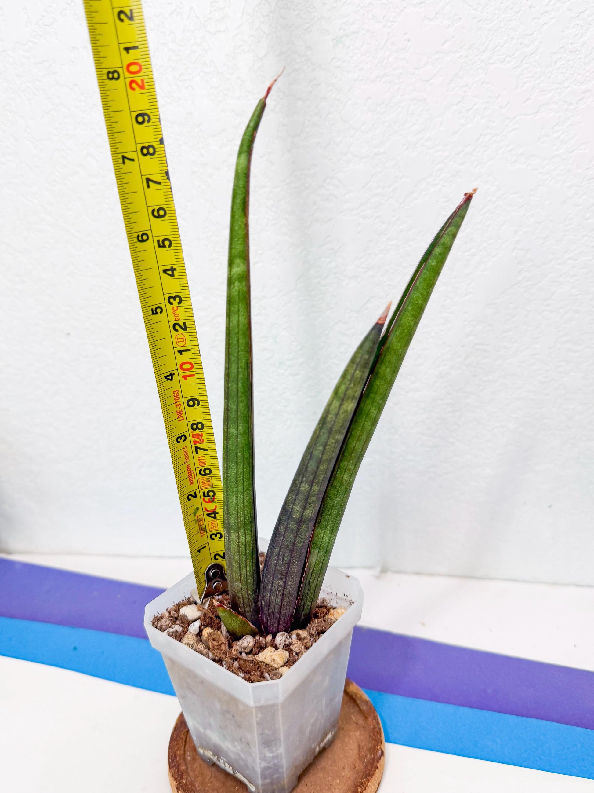 Sansevieria Pink Cell (8) | Color changes seasonally