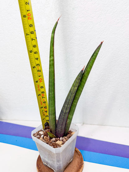 Sansevieria Pink Cell (8) | Color changes seasonally