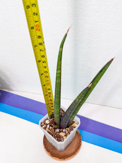 Sansevieria Pink Cell (8) | Color changes seasonally