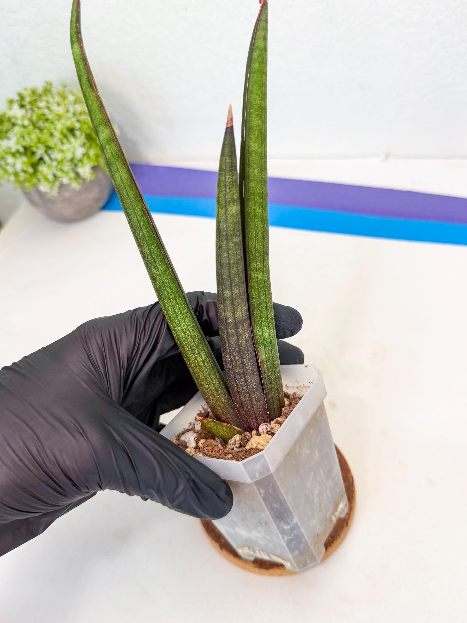 Sansevieria Pink Cell (8) | Color changes seasonally