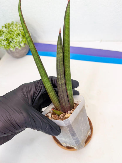 Sansevieria Pink Cell (8) | Color changes seasonally