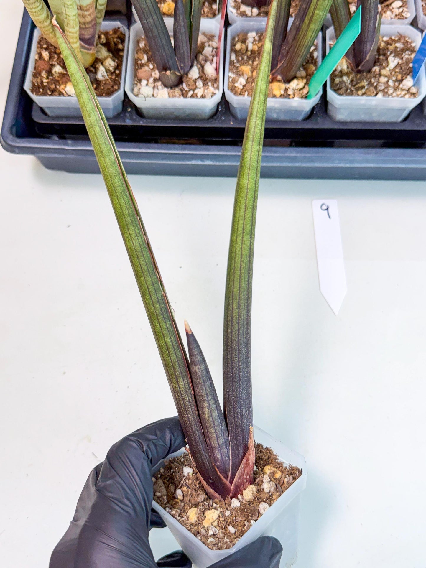 Sansevieria Pink Cell (9) | Color changes seasonally