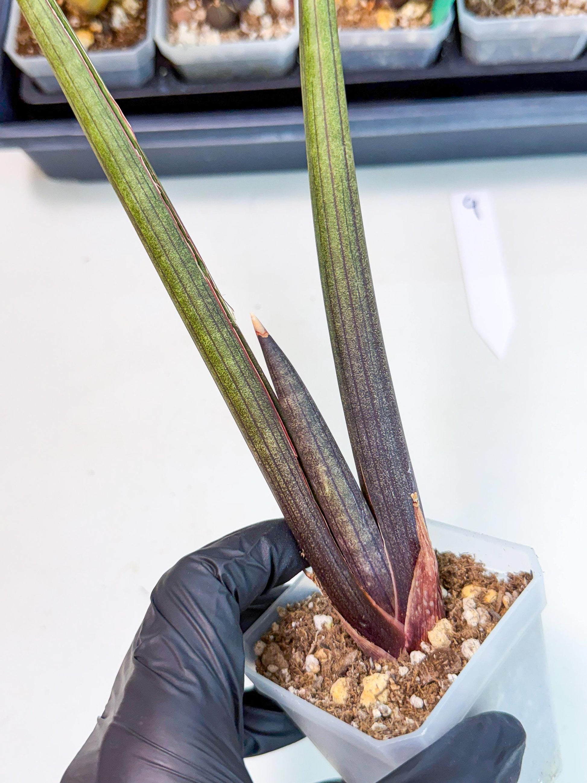 Sansevieria Pink Cell (9) | Color changes seasonally