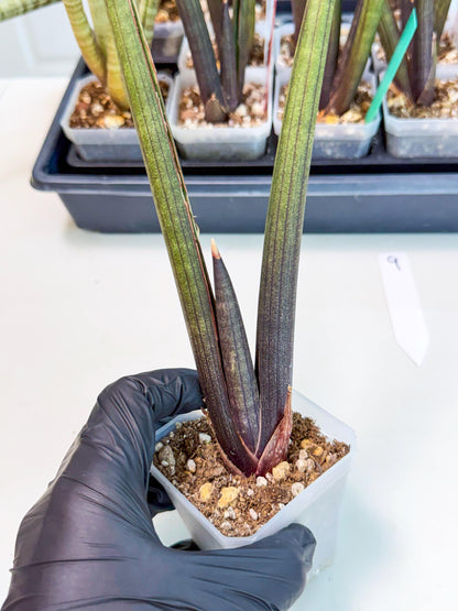 Sansevieria Pink Cell (9) | Color changes seasonally