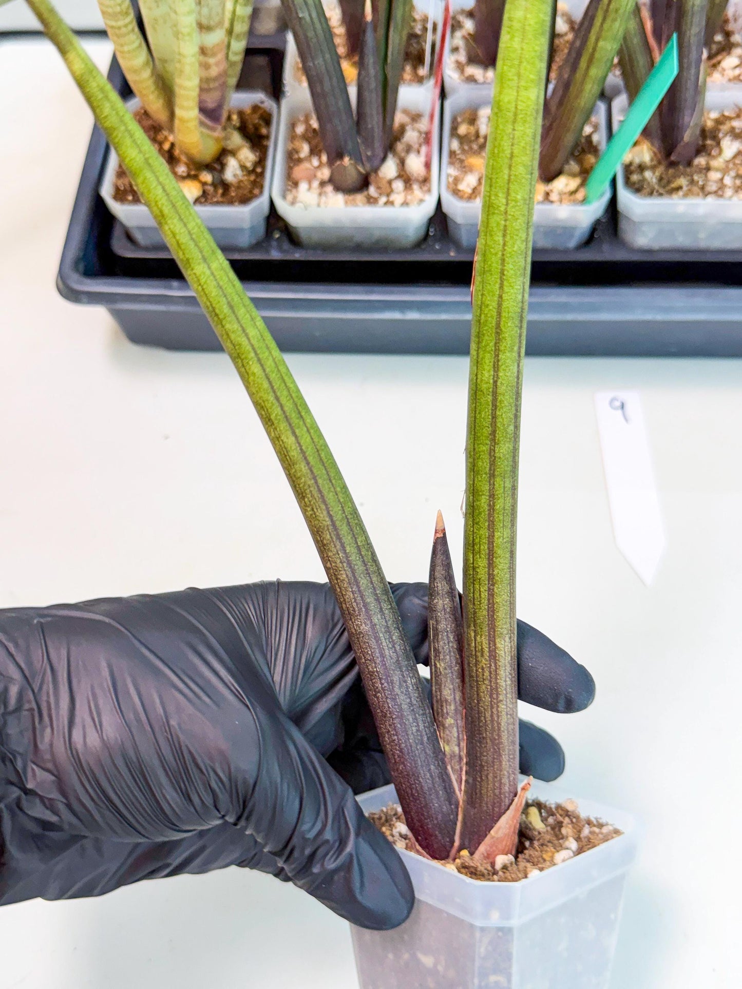 Sansevieria Pink Cell (9) | Color changes seasonally