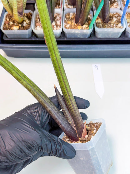 Sansevieria Pink Cell (9) | Color changes seasonally
