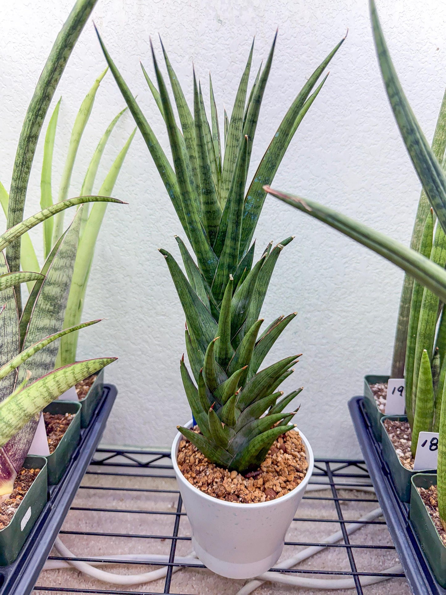 Sansevieria Rock Man (XL1) (bb) | Rare Hybrids