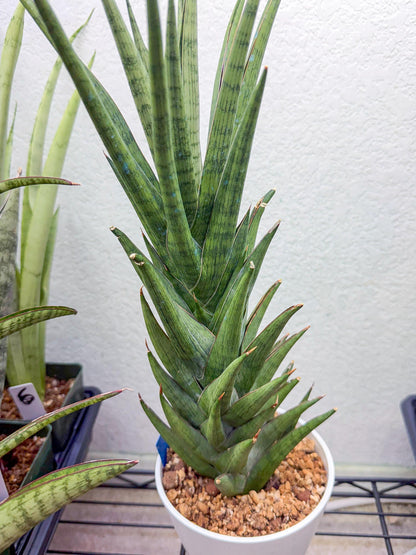 Sansevieria Rock Man (XL1) (bb) | Rare Hybrids