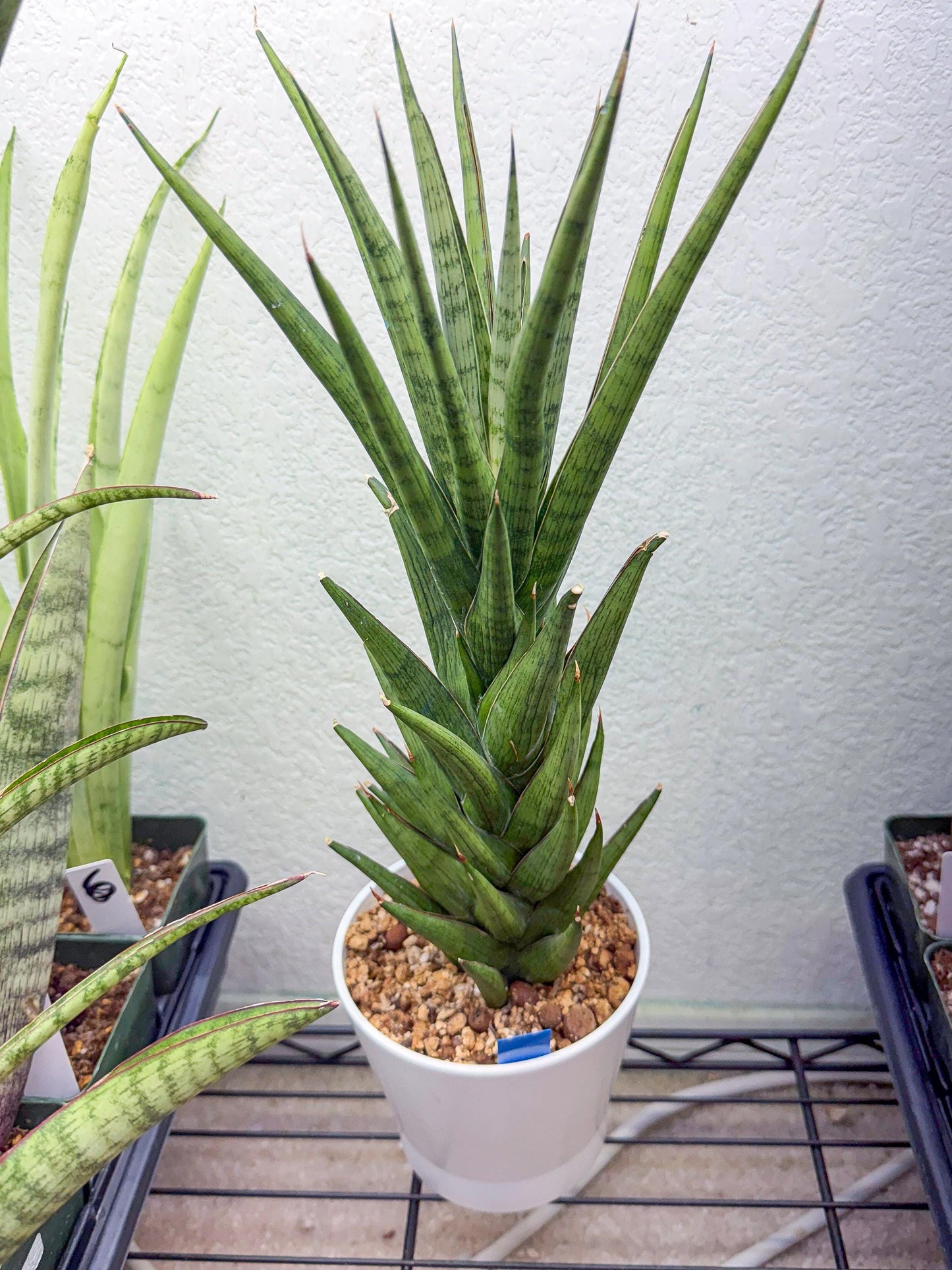 Sansevieria Rock Man (XL1) (bb) | Rare Hybrids