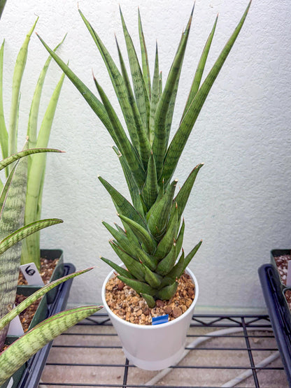 Sansevieria Rock Man (XL1) (bb) | Rare Hybrids