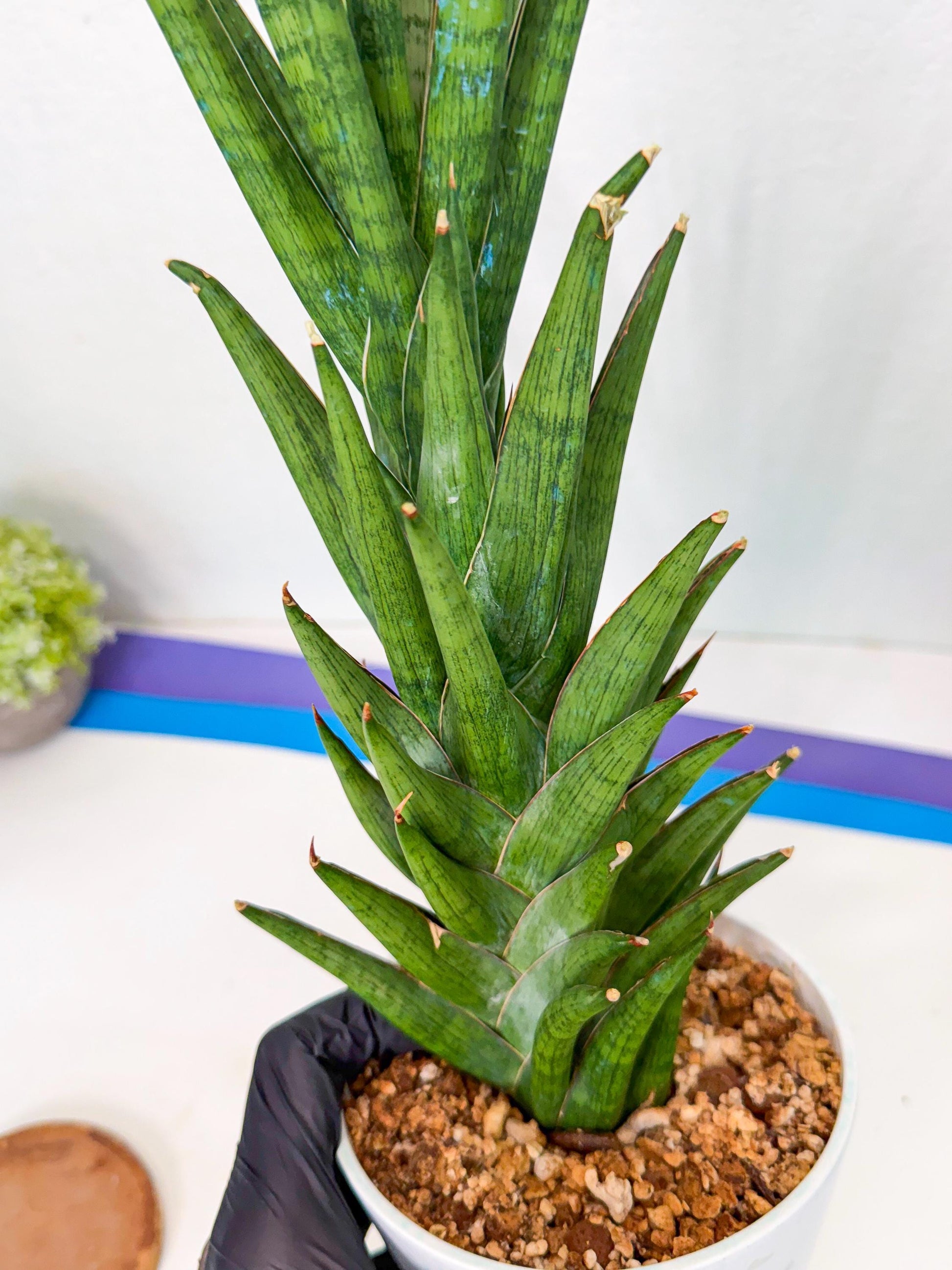 Sansevieria Rock Man (XL1) (bb) | Rare Hybrids