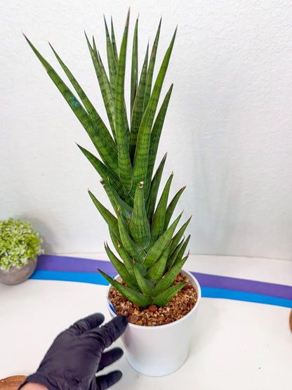 Sansevieria Rock Man (XL1) (bb) | Rare Hybrids