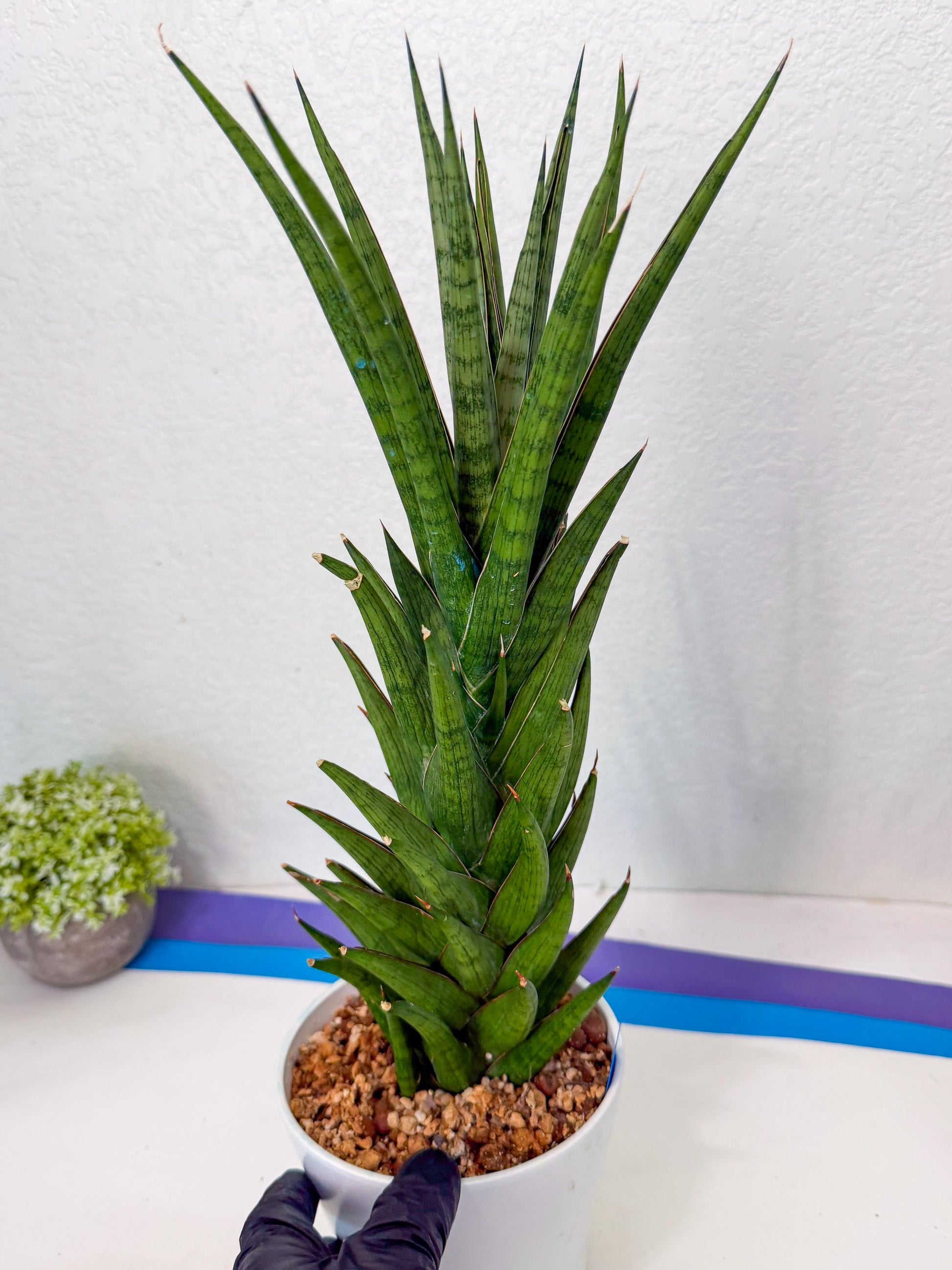 Sansevieria Rock Man (XL1) (bb) | Rare Hybrids