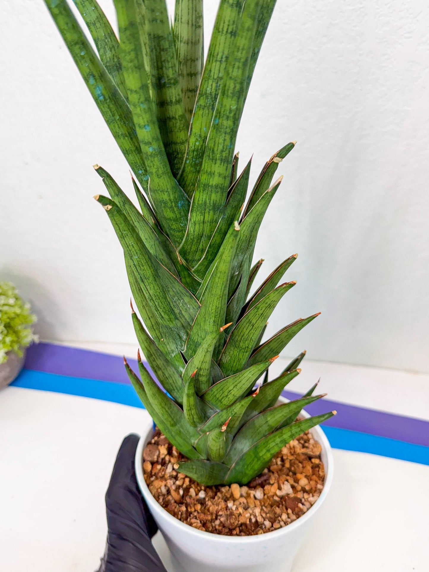 Sansevieria Rock Man (XL1) (bb) | Rare Hybrids