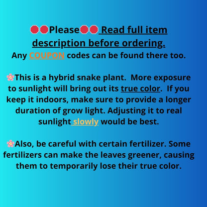 Sansevieria Masoniana Bruda (bb) (5) | Masoniana Var x Eliptica Var