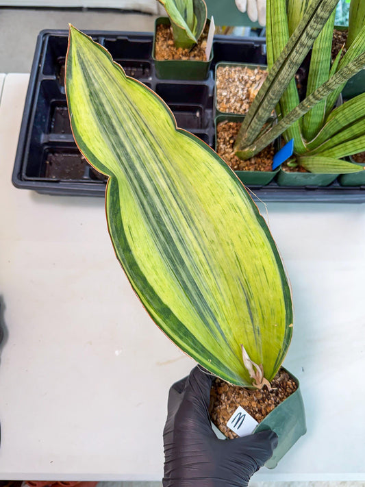 Sansevieria Masoniana Bruda (3) | Masoniana Var x Eliptica Var