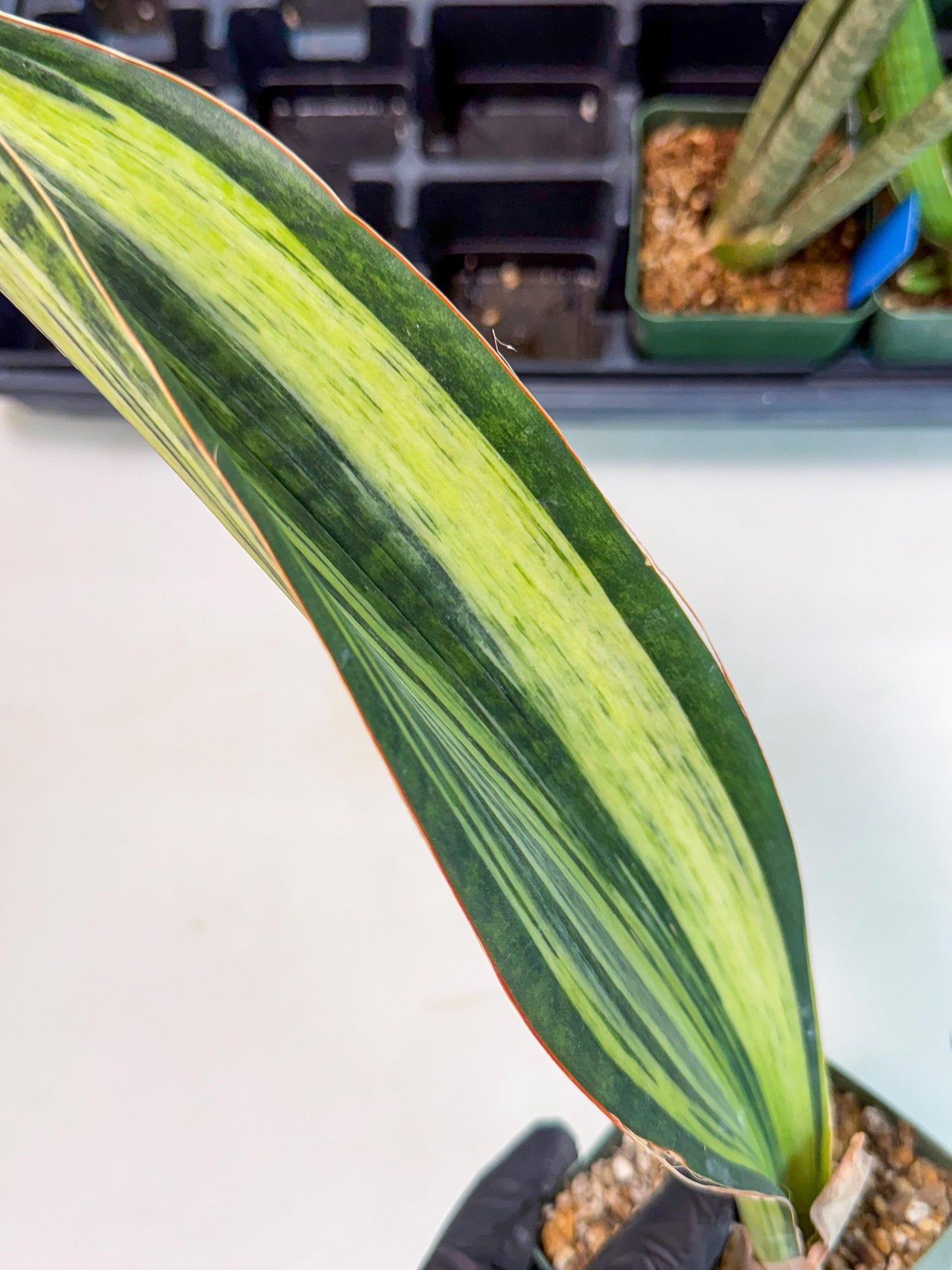 Sansevieria Masoniana Bruda (9) | Masoniana Var x Eliptica Var