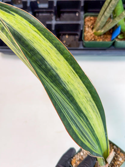 Sansevieria Masoniana Bruda (9) | Masoniana Var x Eliptica Var