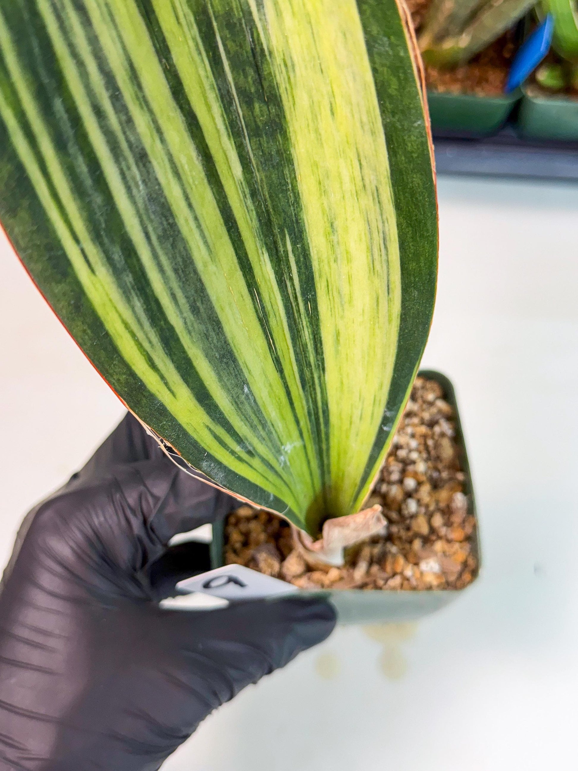 Sansevieria Masoniana Bruda (9) | Masoniana Var x Eliptica Var