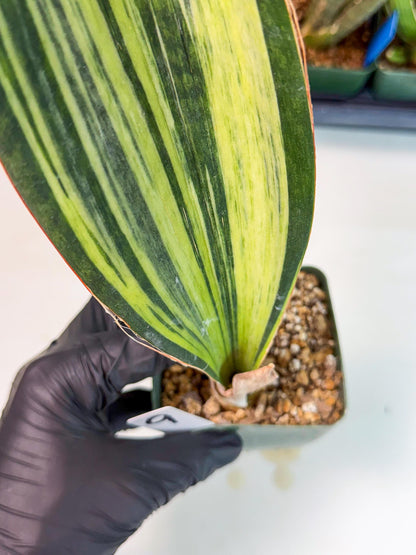 Sansevieria Masoniana Bruda (9) | Masoniana Var x Eliptica Var
