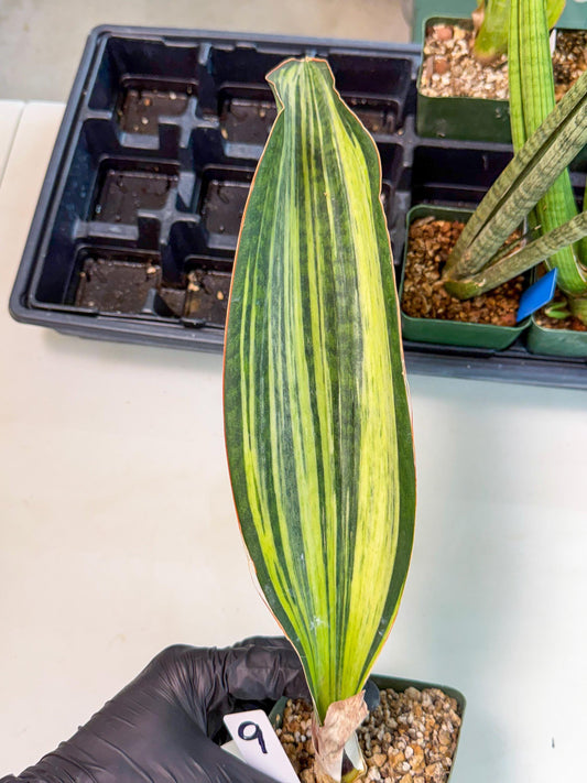 Sansevieria Masoniana Bruda (9) | Masoniana Var x Eliptica Var