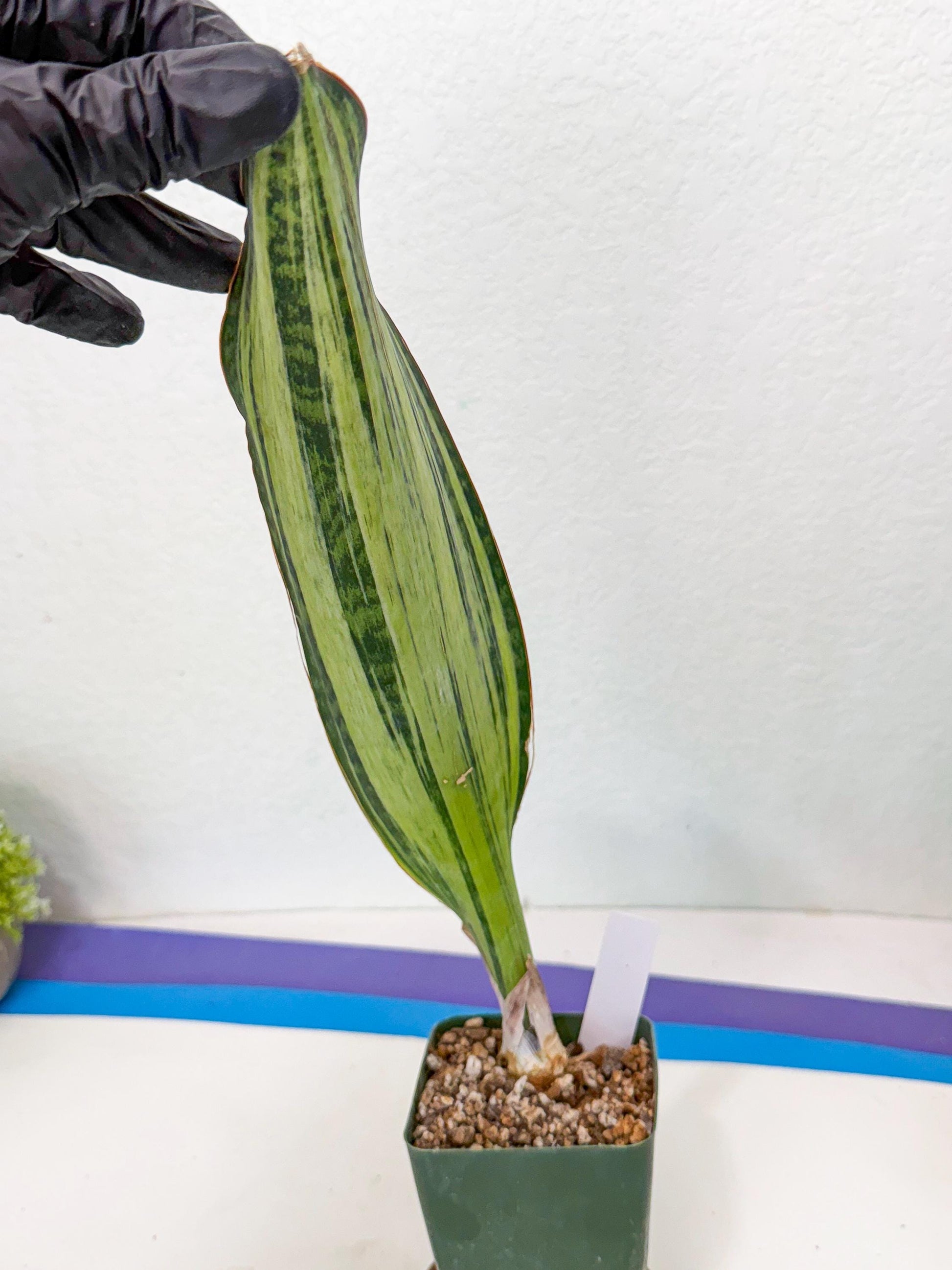 Sansevieria Masoniana Bruda (9) | Masoniana Var x Eliptica Var