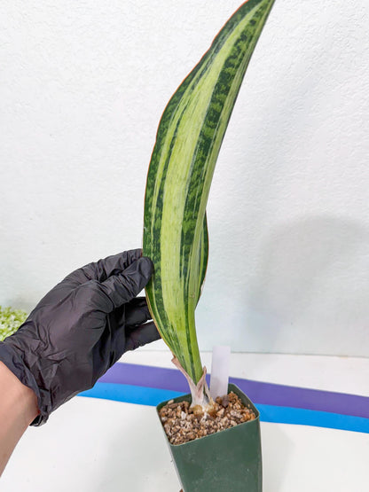 Sansevieria Masoniana Bruda (9) | Masoniana Var x Eliptica Var