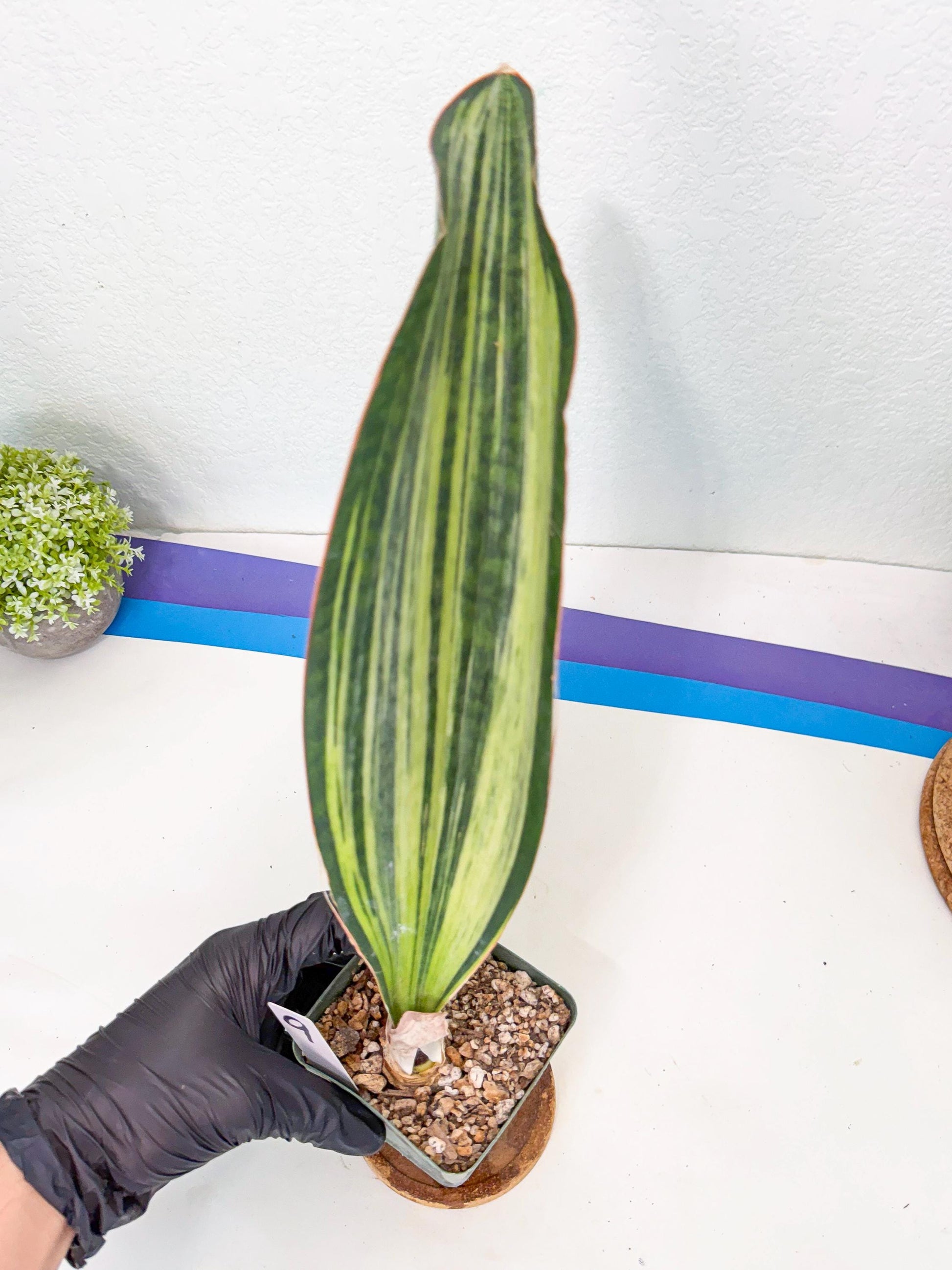 Sansevieria Masoniana Bruda (9) | Masoniana Var x Eliptica Var