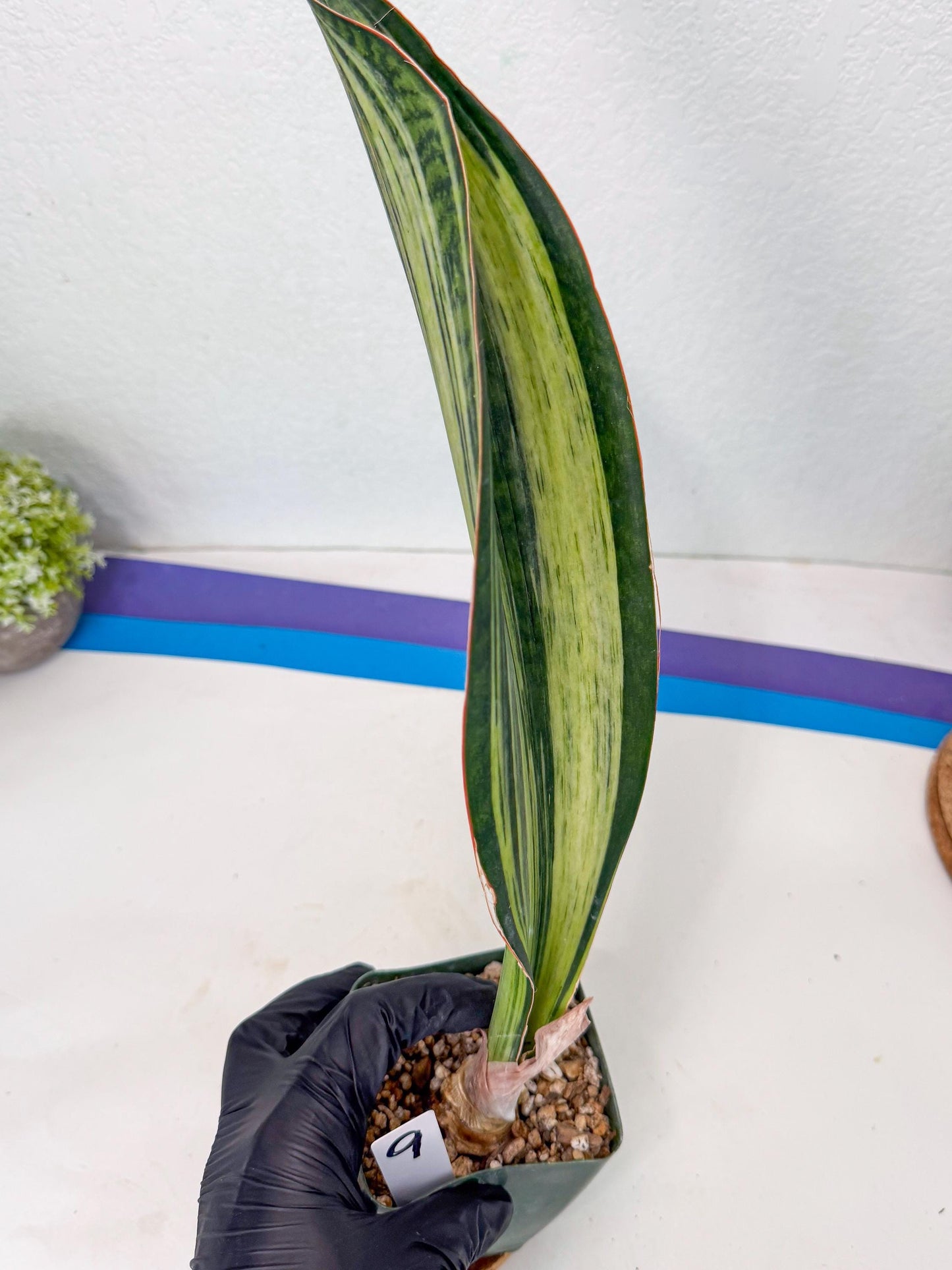Sansevieria Masoniana Bruda (9) | Masoniana Var x Eliptica Var