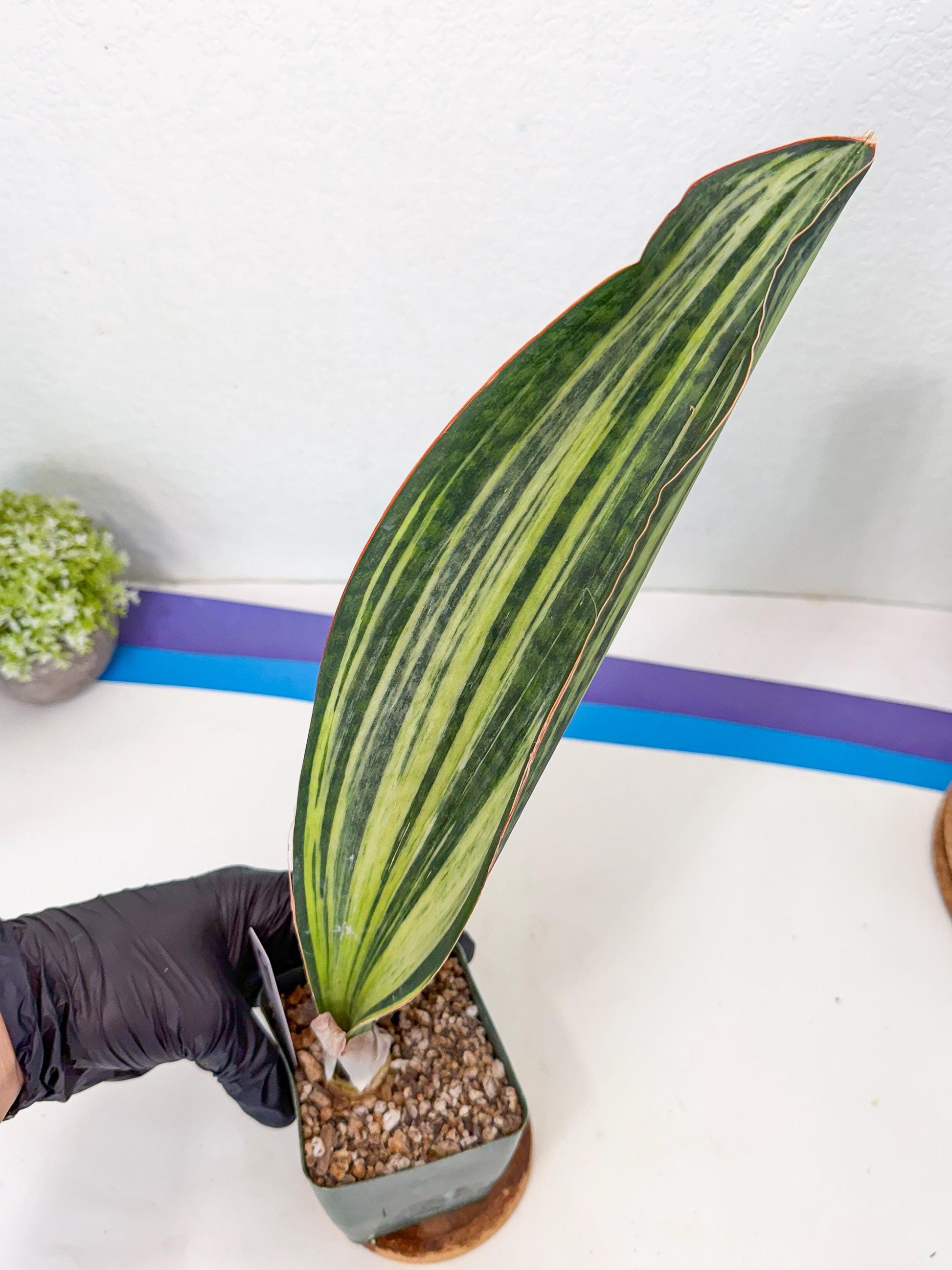Sansevieria Masoniana Bruda (9) | Masoniana Var x Eliptica Var
