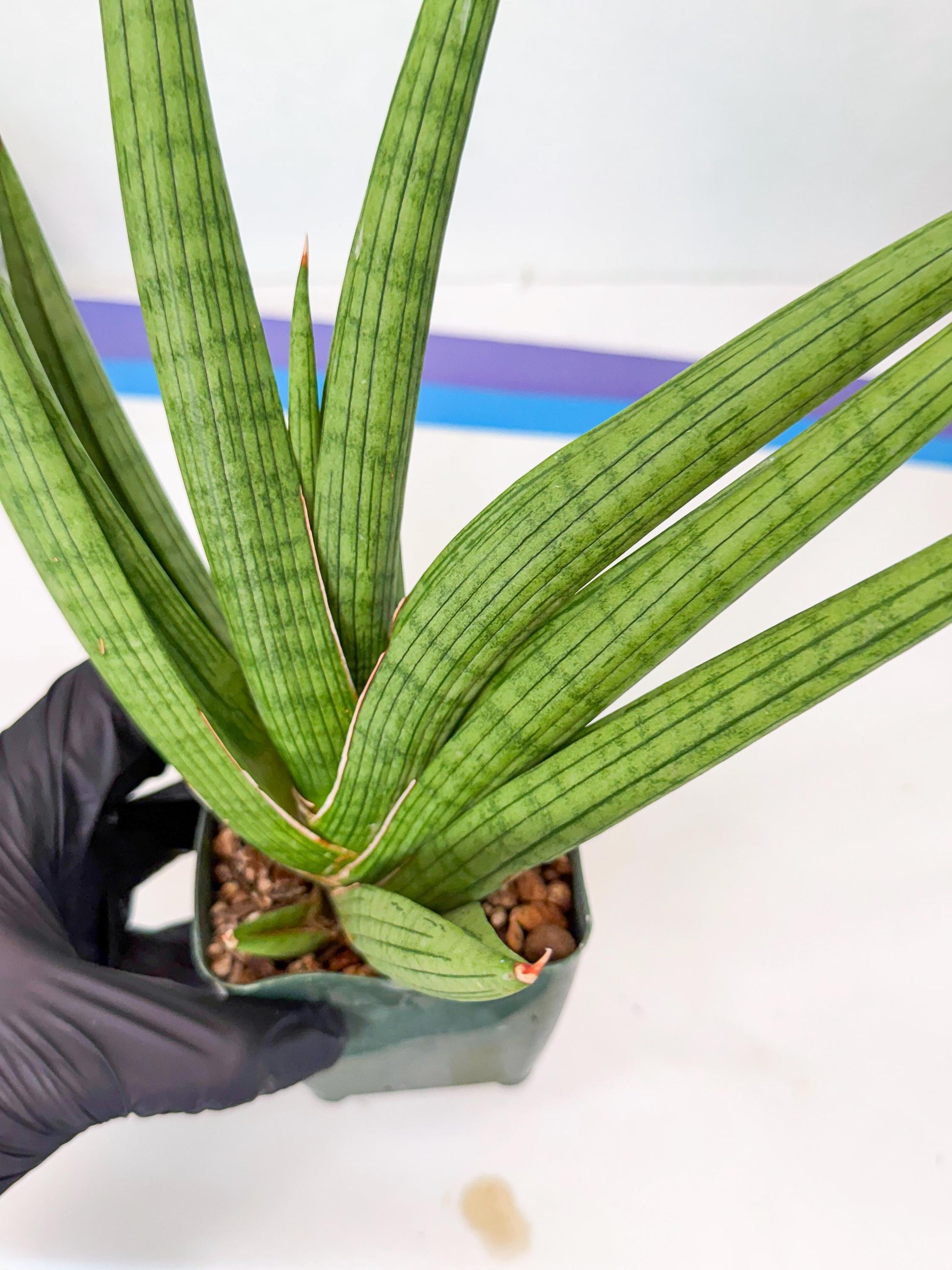 Sansevieria Akhdar (ry) (15) | New Imported Hybrids