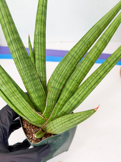 Sansevieria Akhdar (ry) (15) | New Imported Hybrids