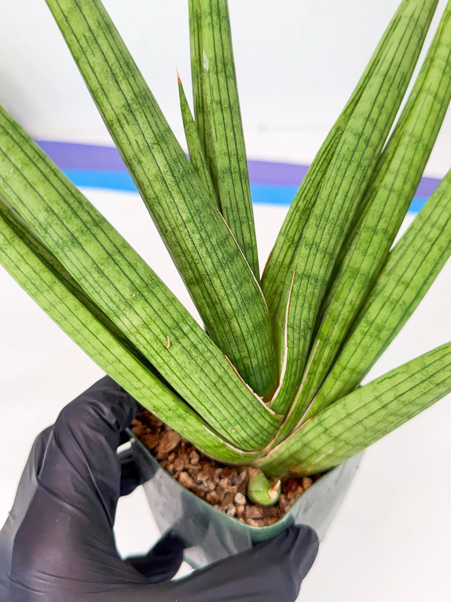 Sansevieria Akhdar (ry) (15) | New Imported Hybrids