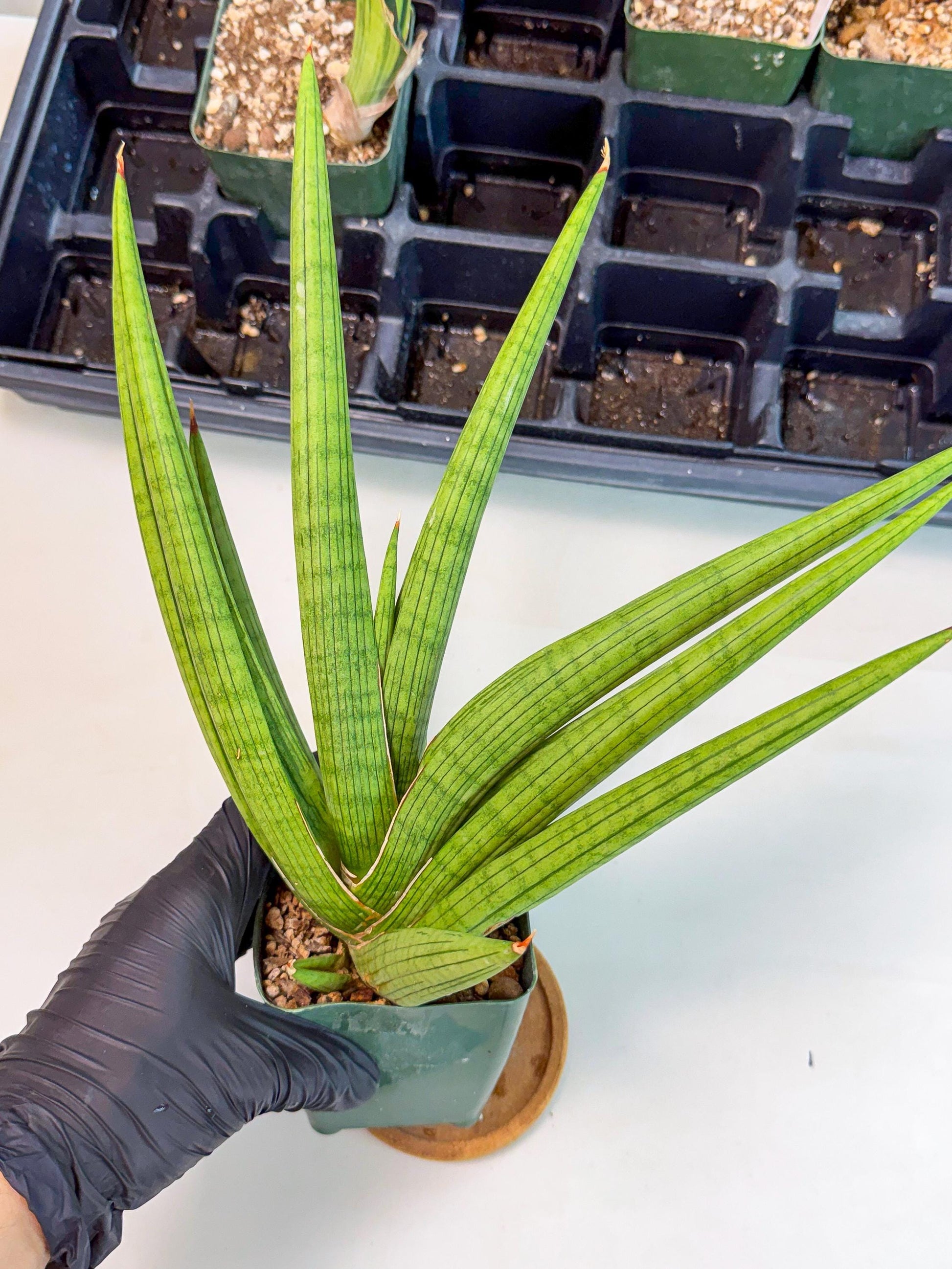 Sansevieria Akhdar (ry) (15) | New Imported Hybrids