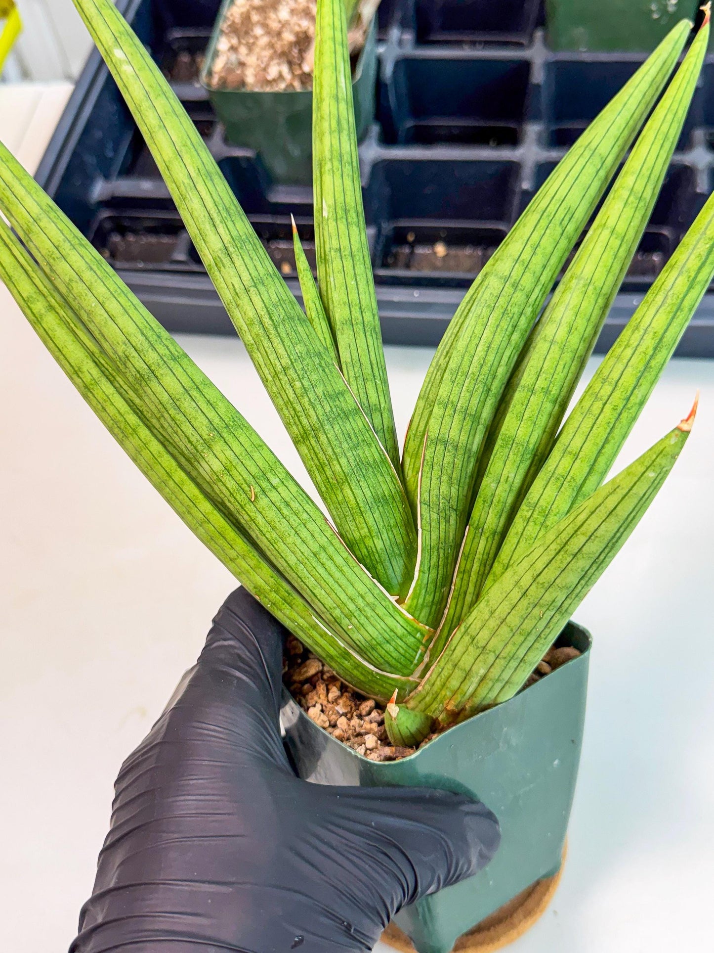 Sansevieria Akhdar (ry) (15) | New Imported Hybrids