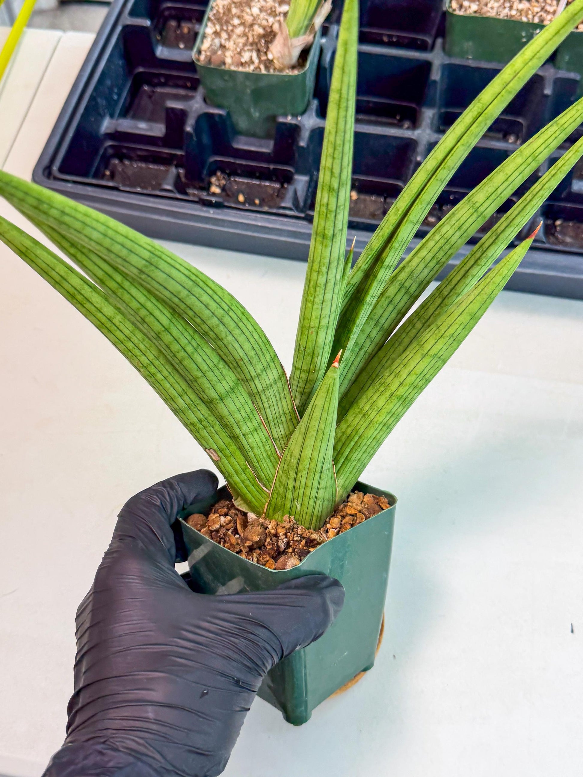 Sansevieria Akhdar (ry) (15) | New Imported Hybrids