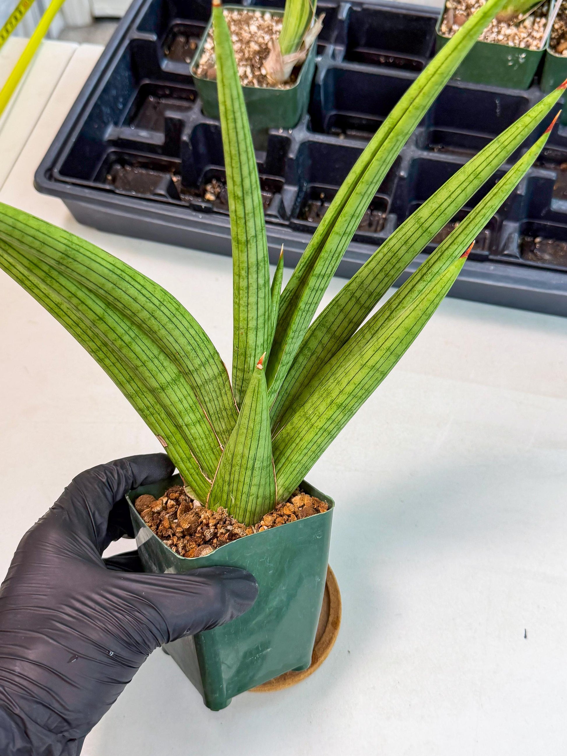 Sansevieria Akhdar (ry) (15) | New Imported Hybrids