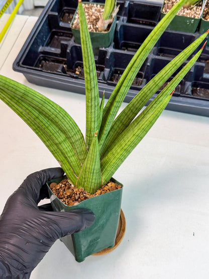Sansevieria Akhdar (ry) (15) | New Imported Hybrids