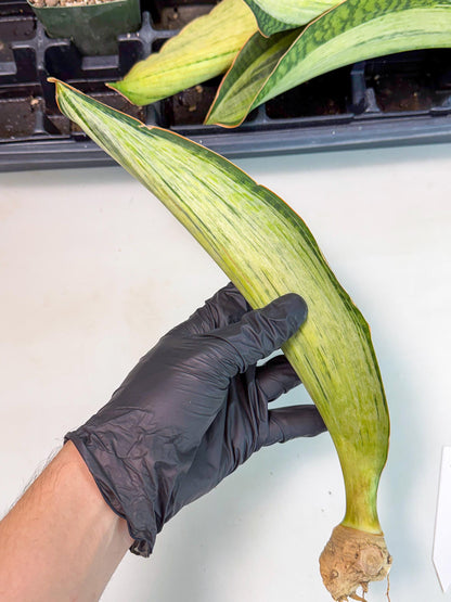 Sansevieria Masoniana Bruda (bb) (5) | Masoniana Var x Eliptica Var