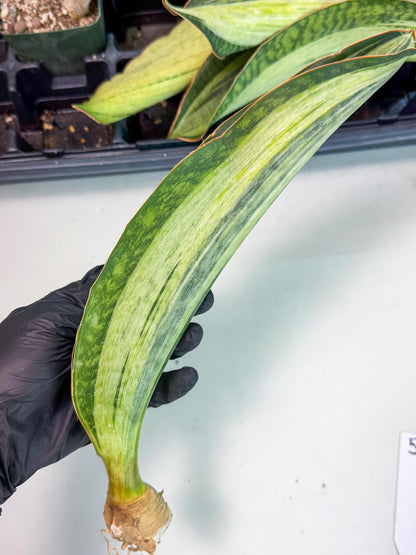 Sansevieria Masoniana Bruda (bb) (5) | Masoniana Var x Eliptica Var