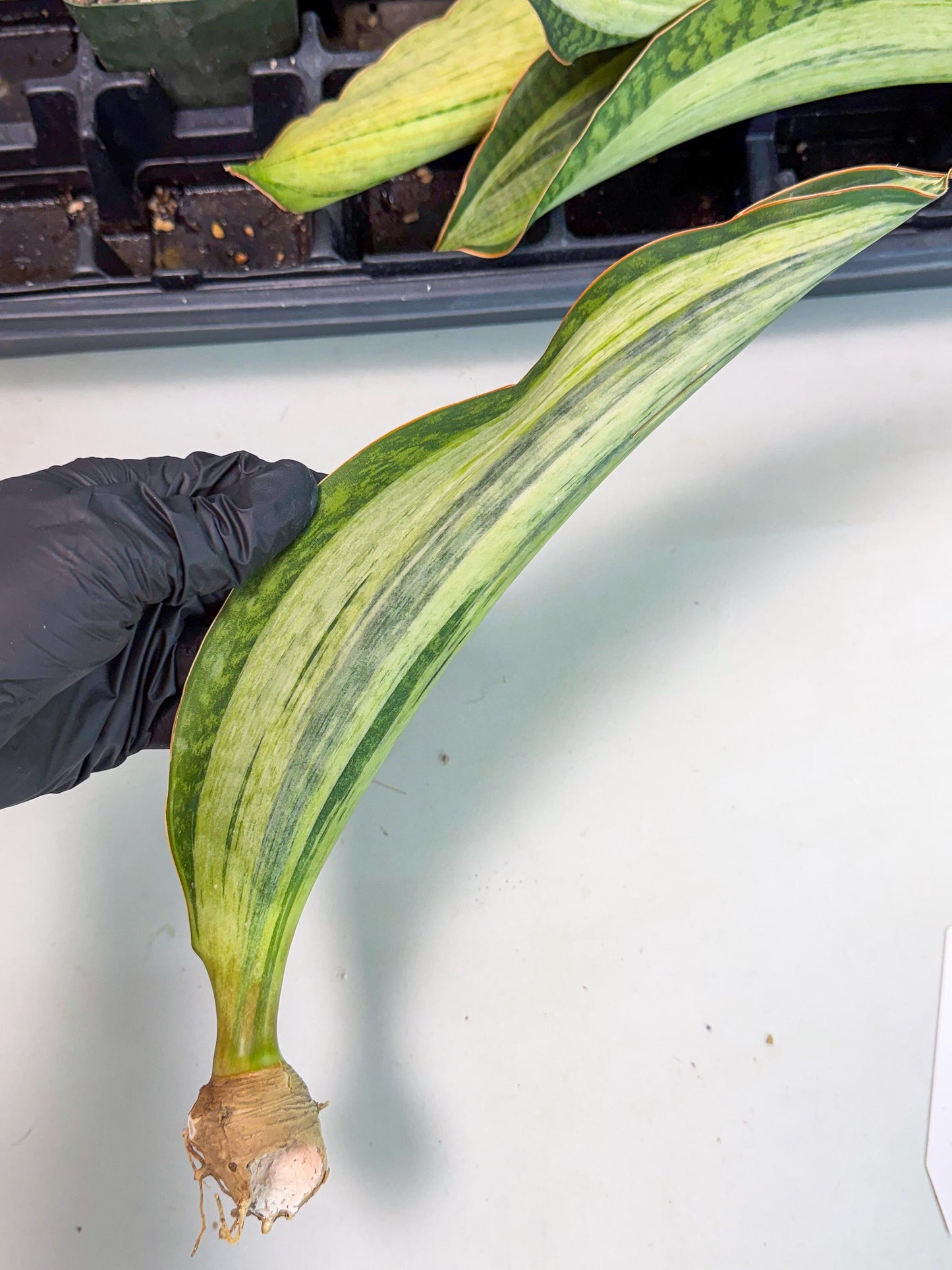 Sansevieria Masoniana Bruda (bb) (5) | Masoniana Var x Eliptica Var