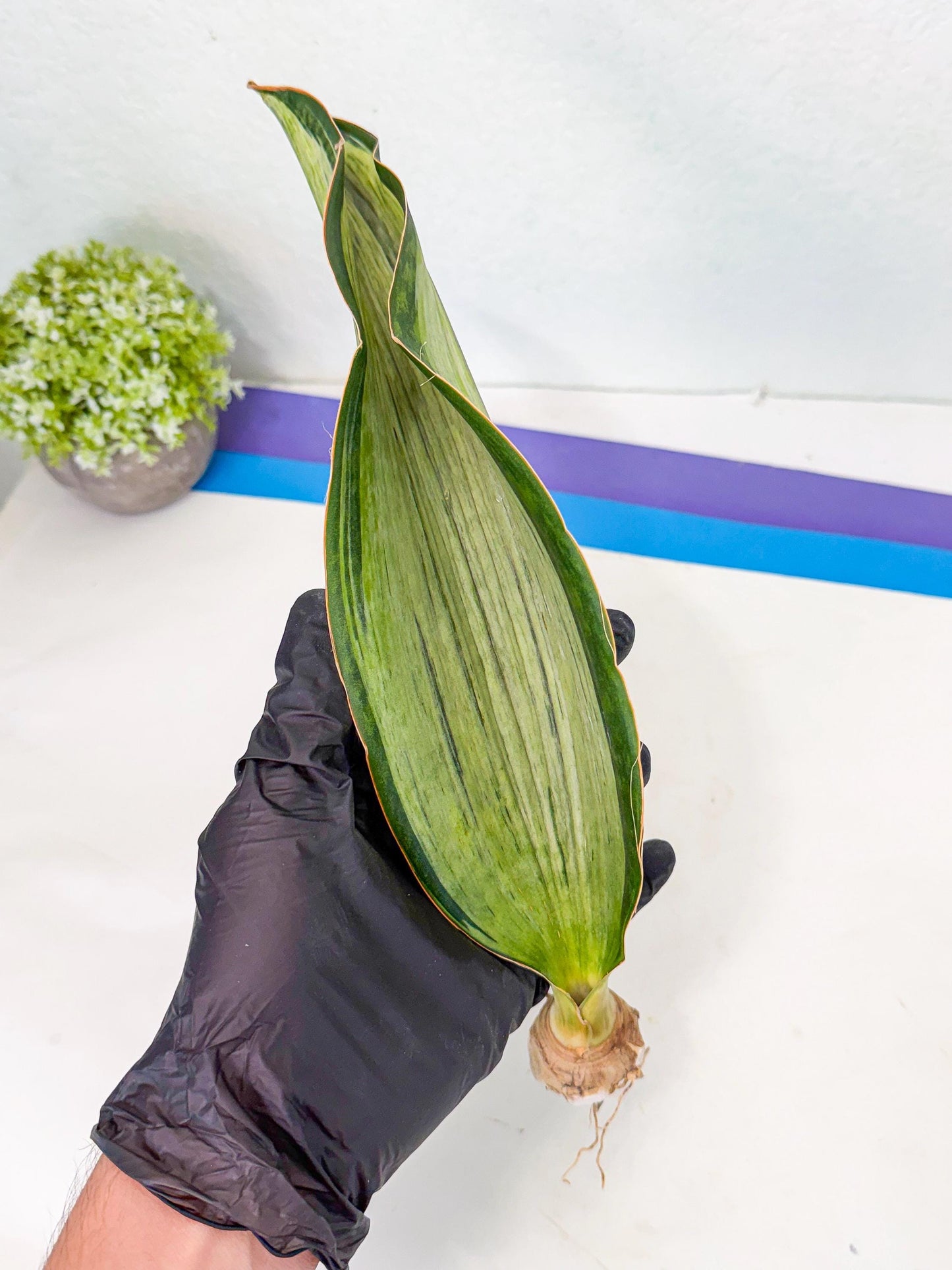 Sansevieria Masoniana Bruda (bb) (5) | Masoniana Var x Eliptica Var