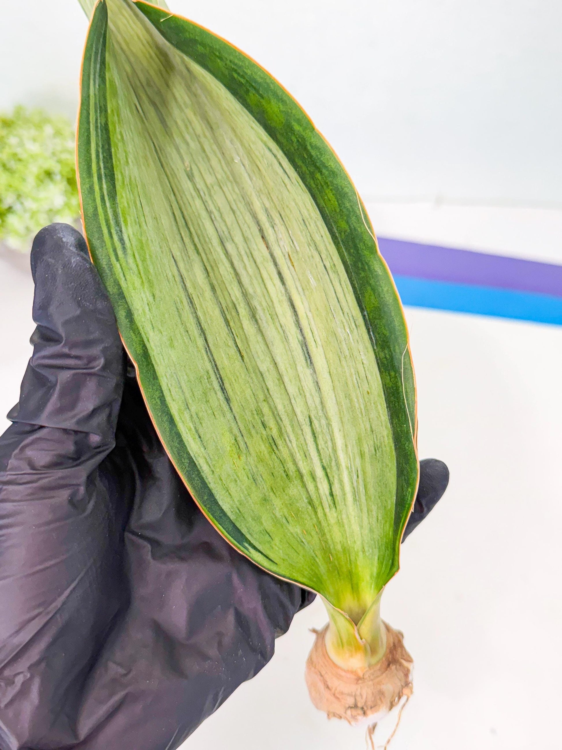 Sansevieria Masoniana Bruda (bb) (5) | Masoniana Var x Eliptica Var