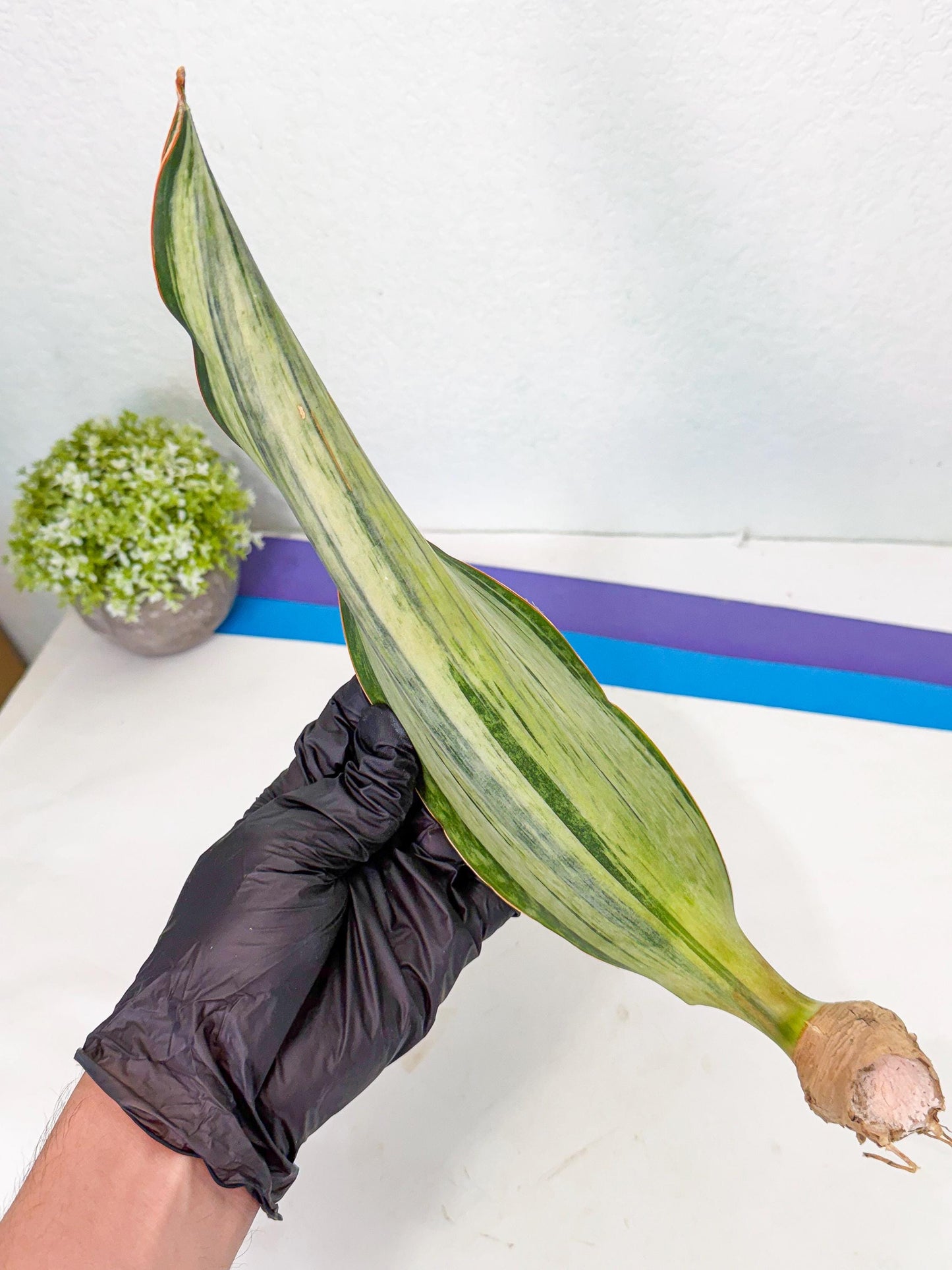 Sansevieria Masoniana Bruda (bb) (5) | Masoniana Var x Eliptica Var