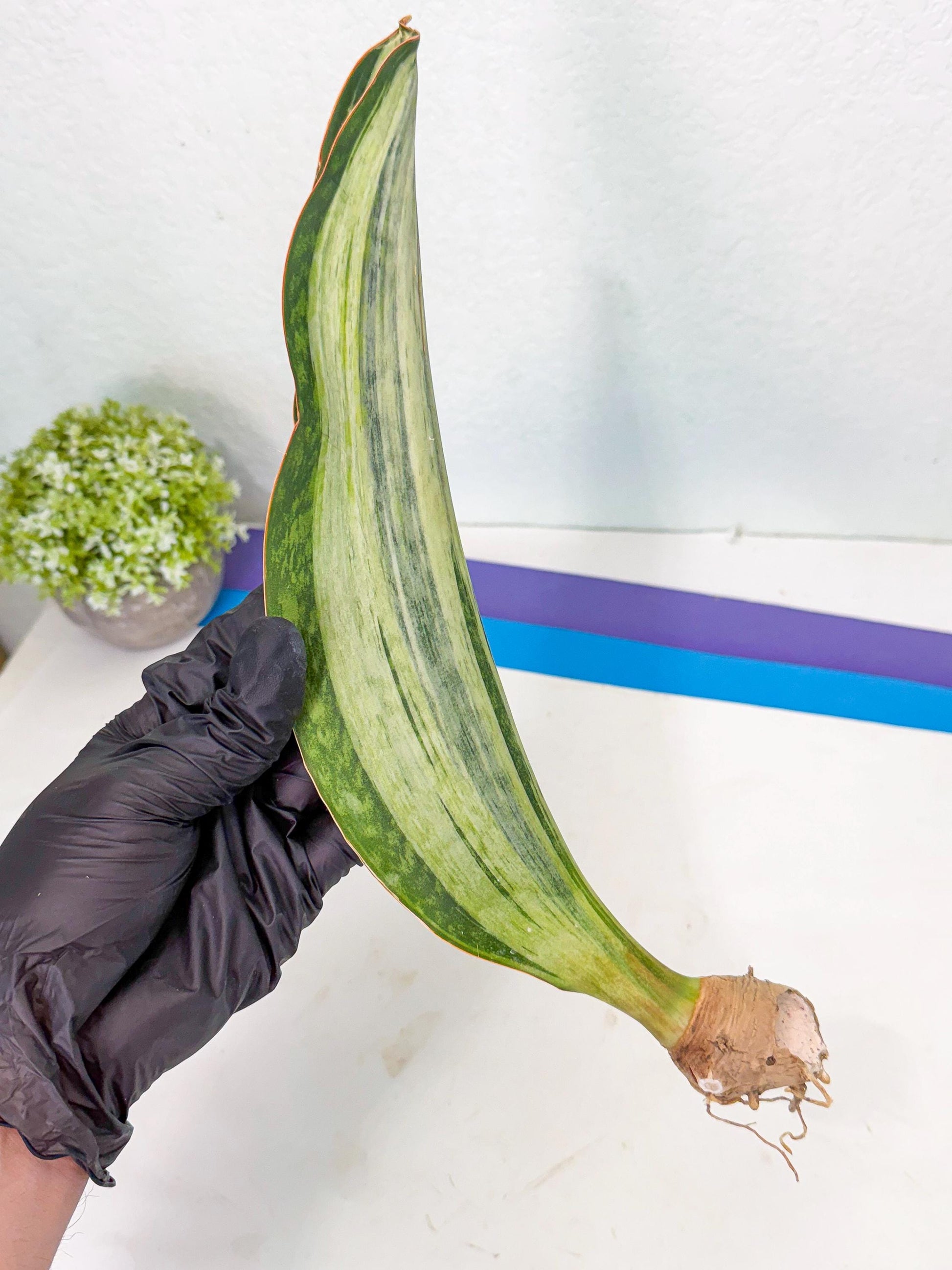 Sansevieria Masoniana Bruda (bb) (5) | Masoniana Var x Eliptica Var