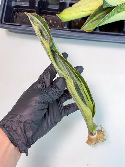 Sansevieria Masoniana Bruda (bb) (6) | Masoniana Var x Eliptica Var